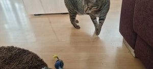A1402c9b85e5e4d97b699f05acb540c37v.jpg